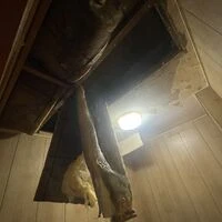 画像4154：【築50年越え】戸建てをリフォーム③（施工中）